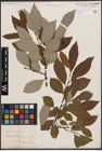 Foto von Salix caprea L.
